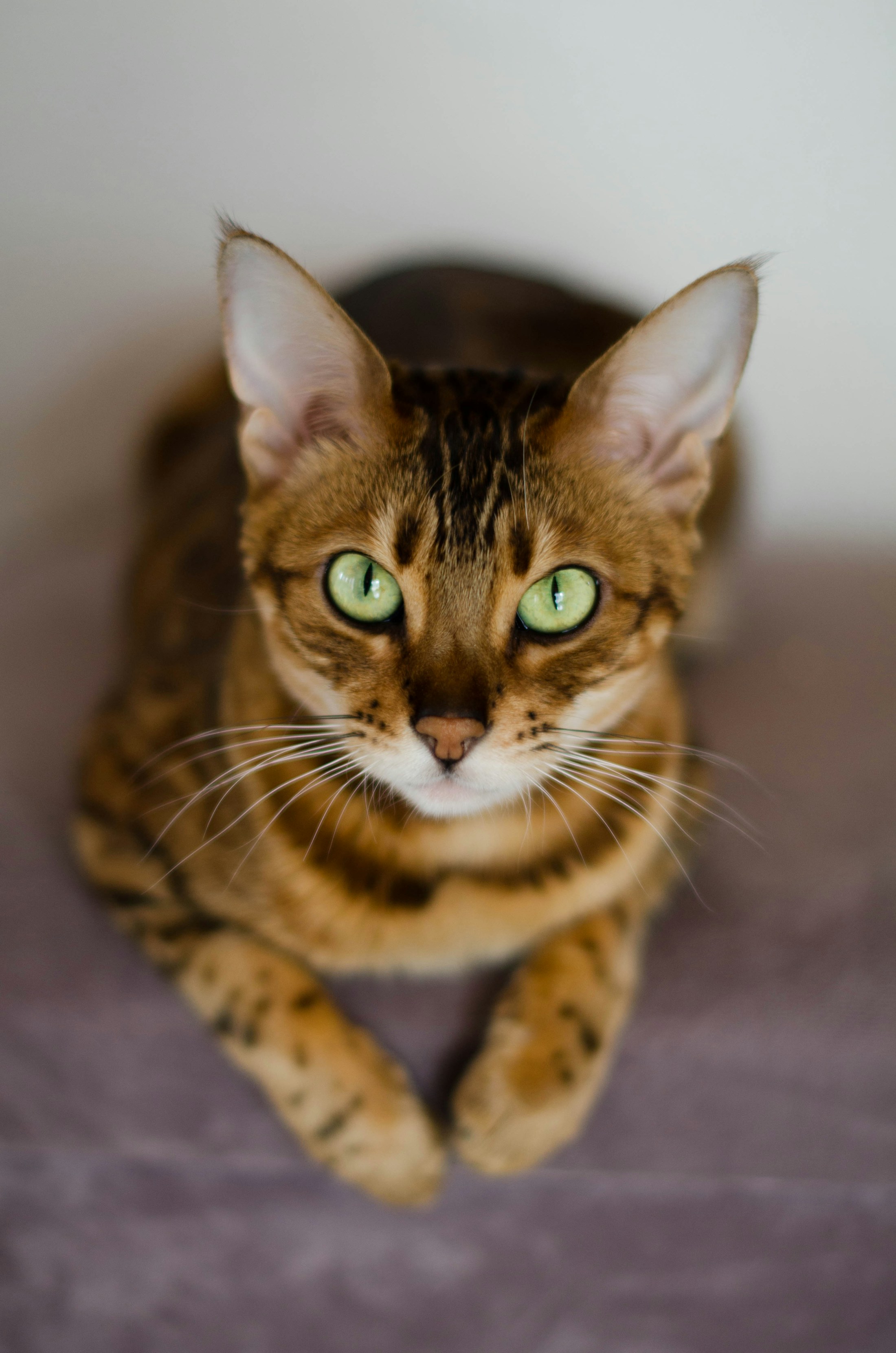 Bengal doré aux yeux verts
