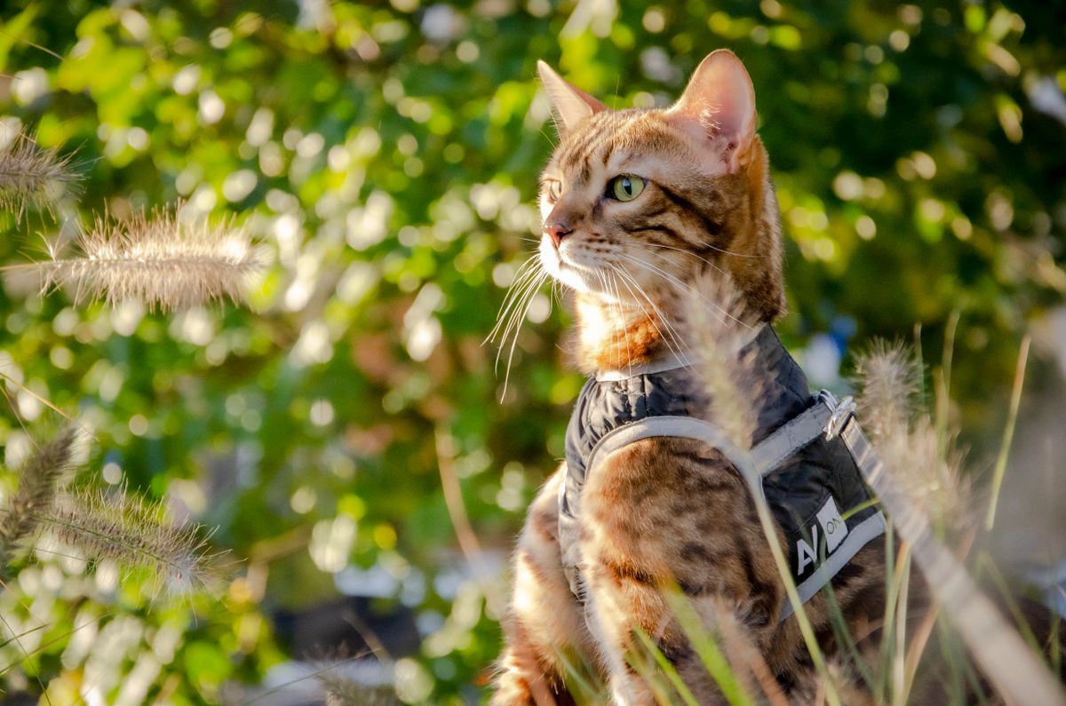 Bengal curieux en promenade