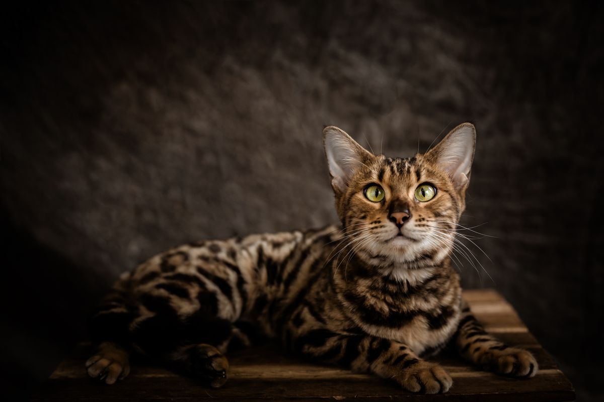 Bengal allongé montrant sa robe à rosettes